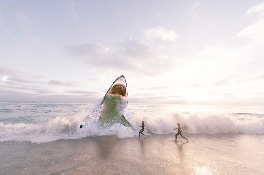 attaque de requin