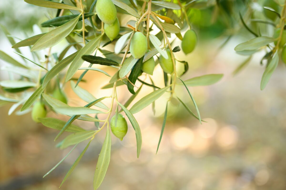 l'olive