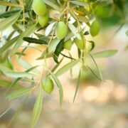 l'olive