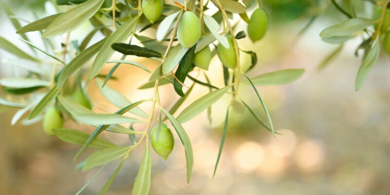 l'olive