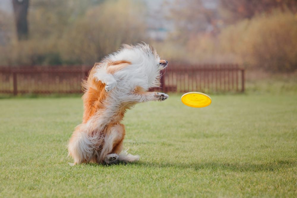 sport canin