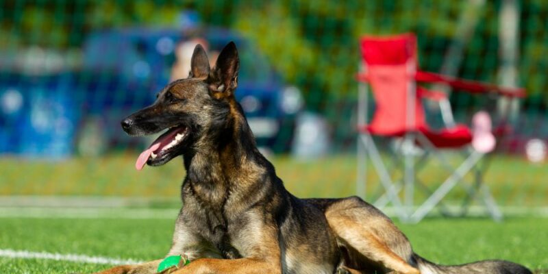 type de sport canin